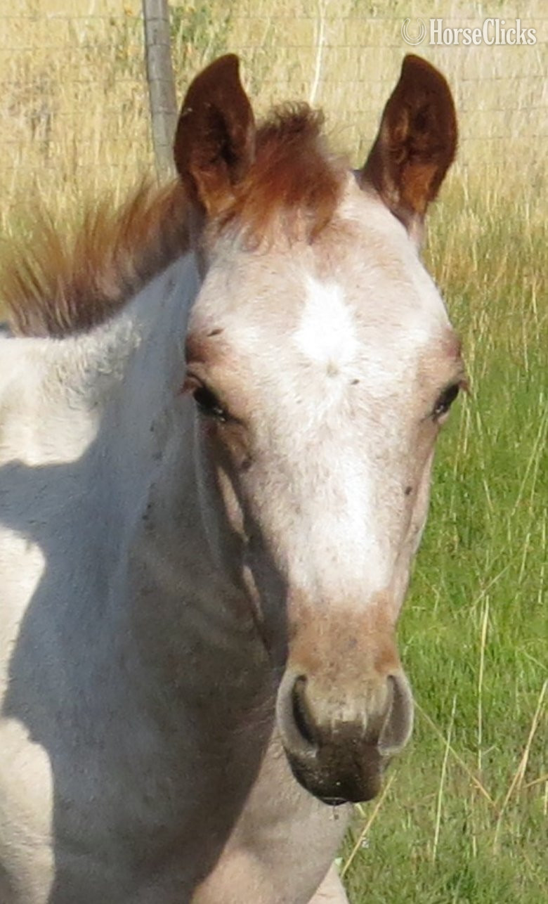 "Good Time Difter" Red Roan Colt Quarter Horse