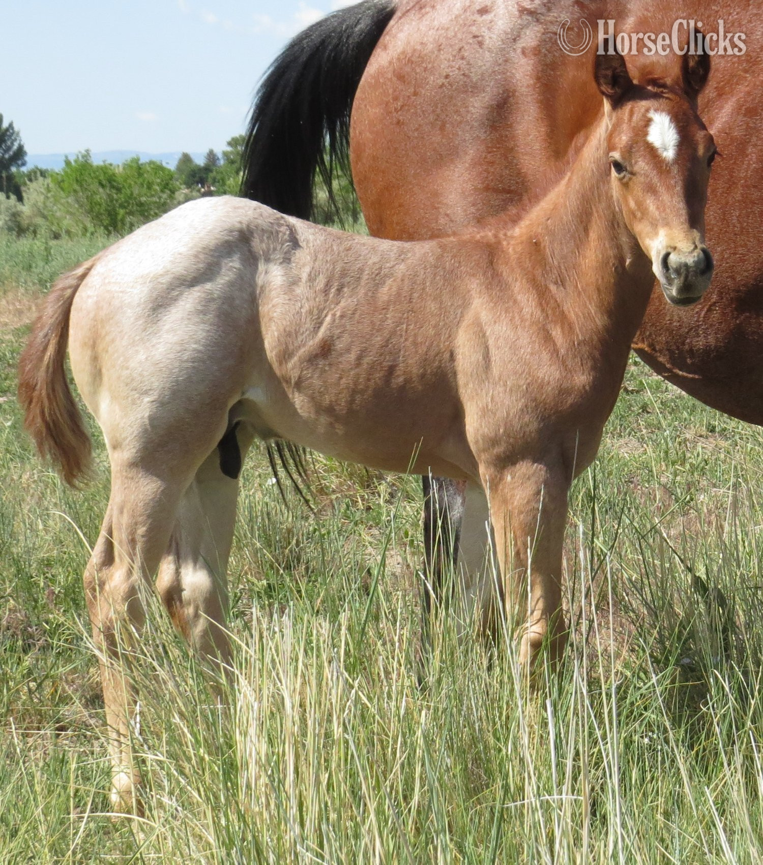 Wyoming "Good Time Difter" Red Roan Colt Quarter Horse