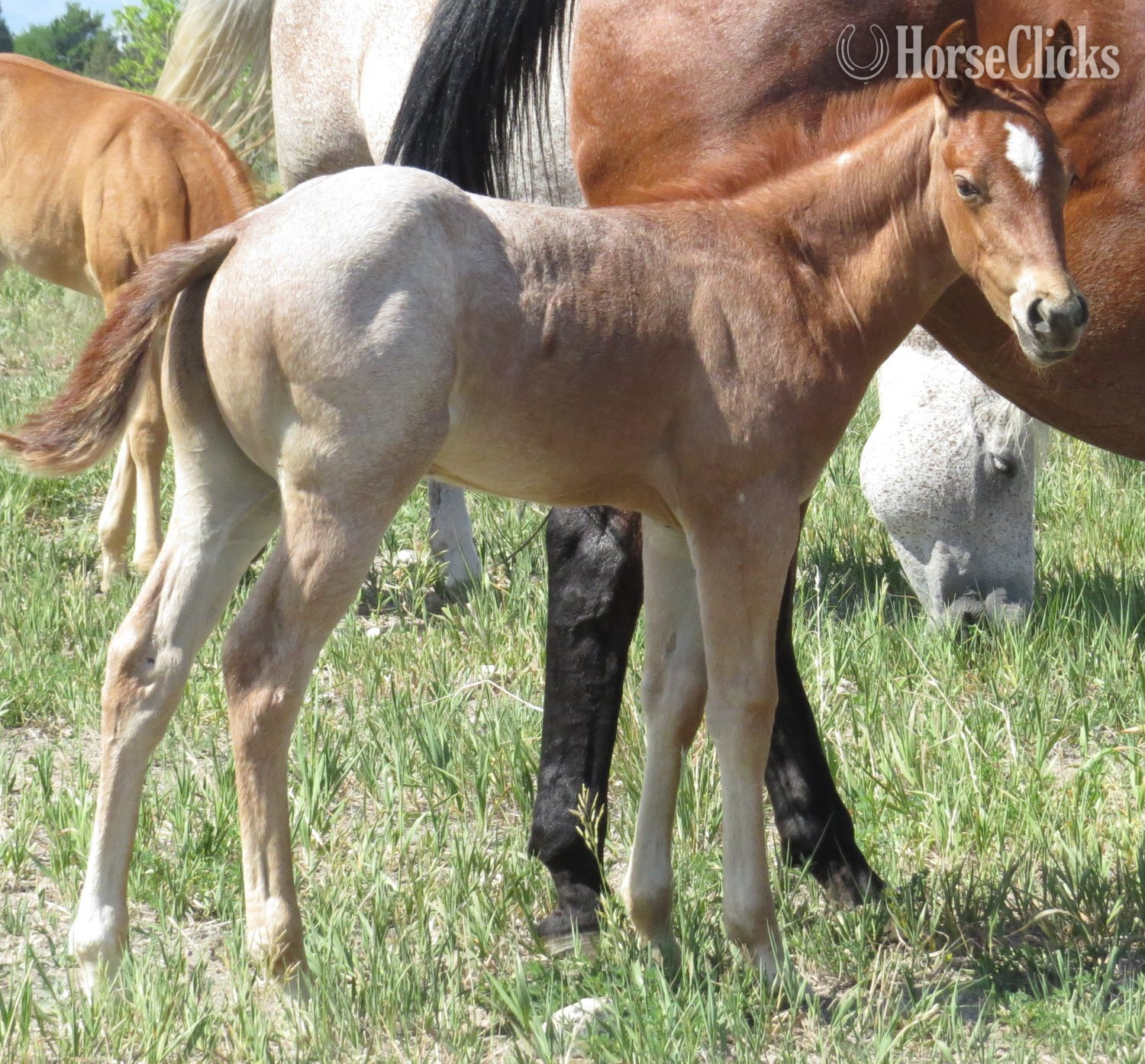 "Good Time Difter" Red Roan Colt Quarter Horse - Quarter Horse in Wyoming