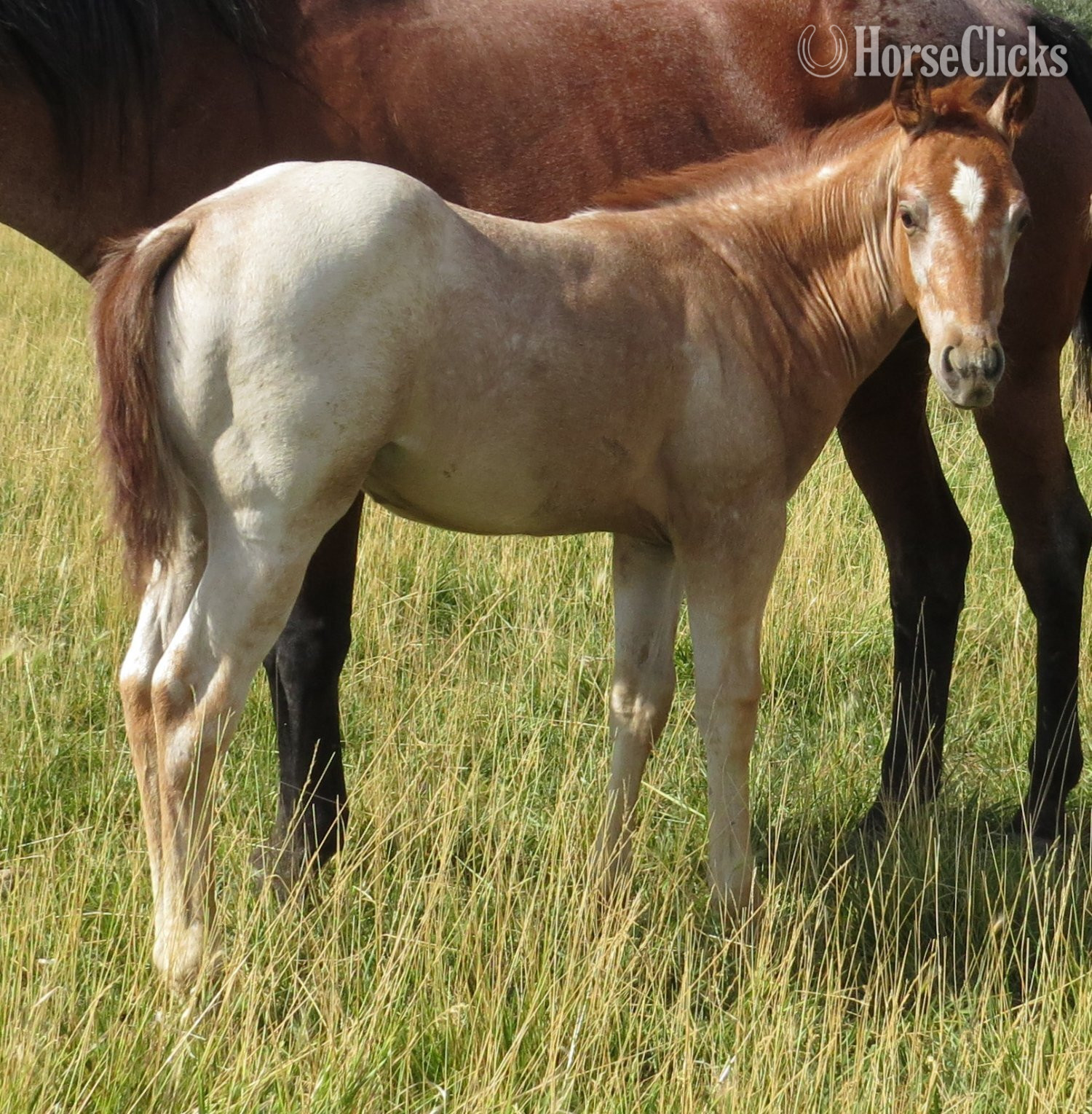 "Good Time Difter" Red Roan Colt Quarter Horse - Quarter Horse
