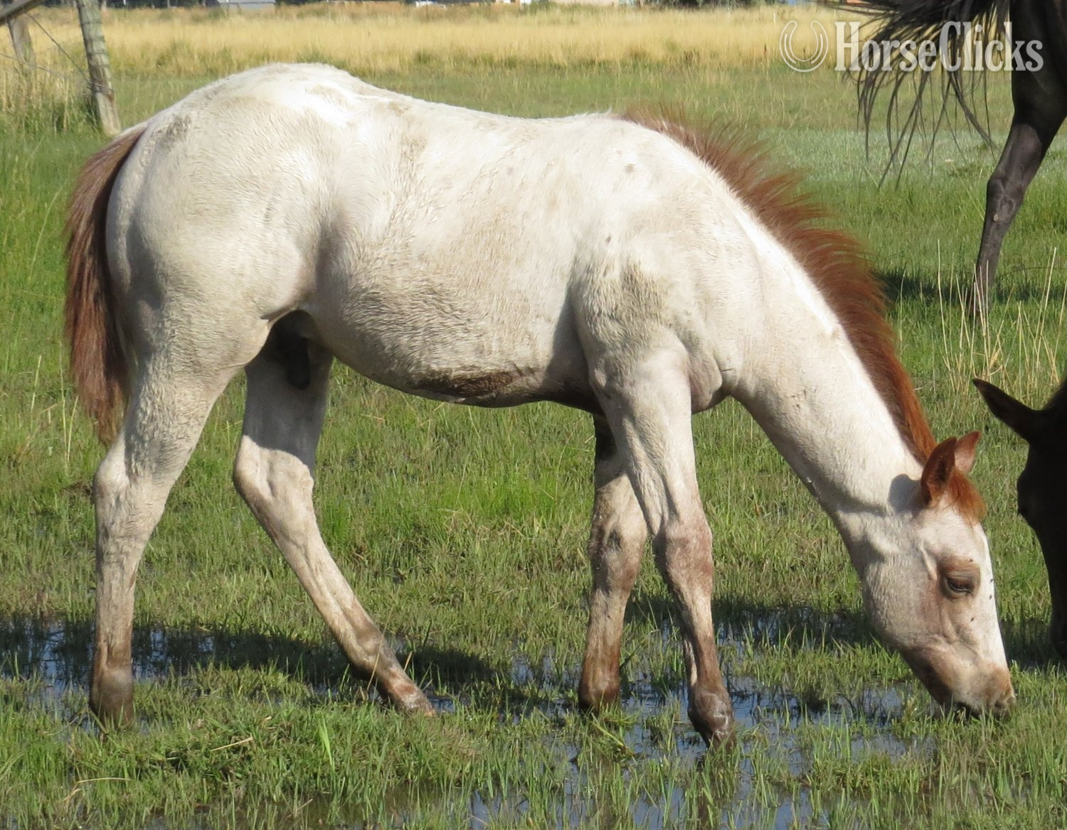 "Good Time Difter" Red Roan Colt Quarter Horse Wyoming