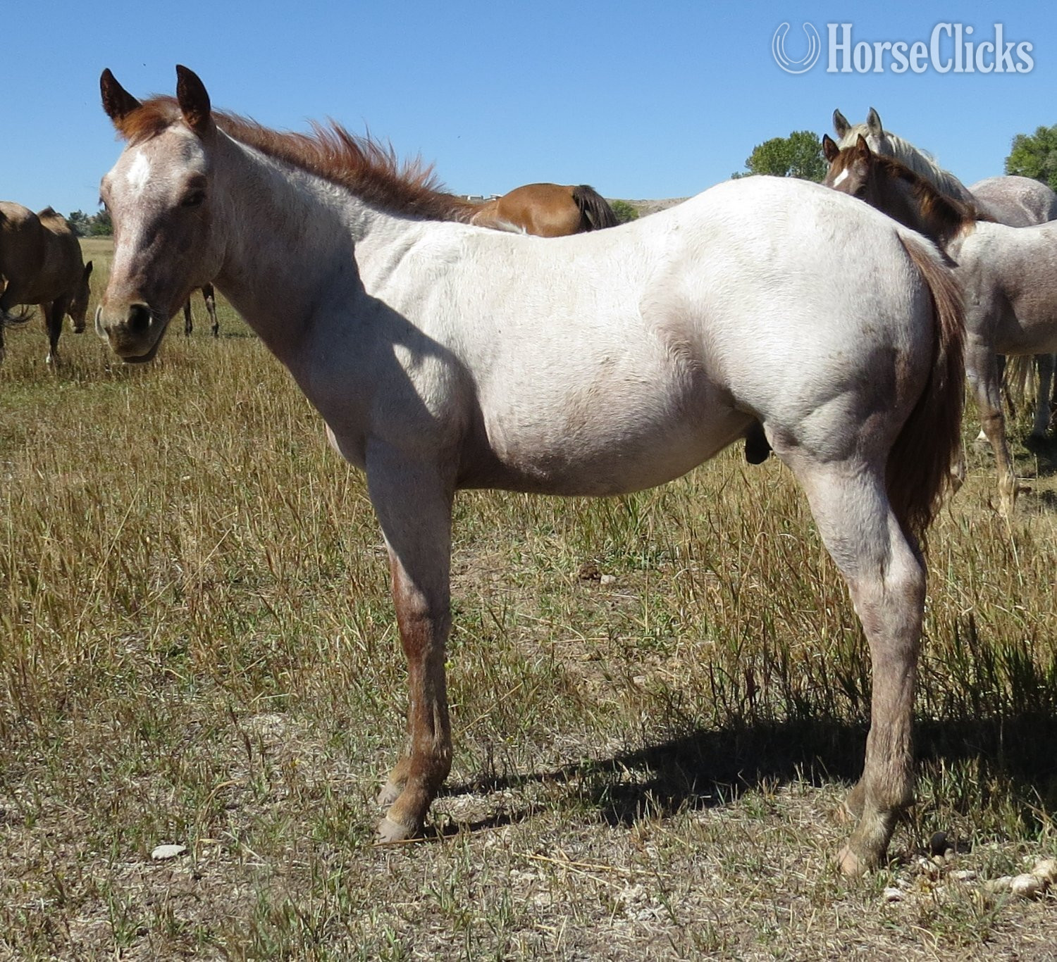 Quarter Horse - "Good Time Difter" Red Roan Colt Quarter Horse in Wyoming