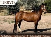 "Cuervo" Bay Gelding Mustang