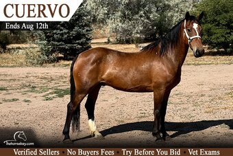 "Cuervo" Bay Gelding Mustang