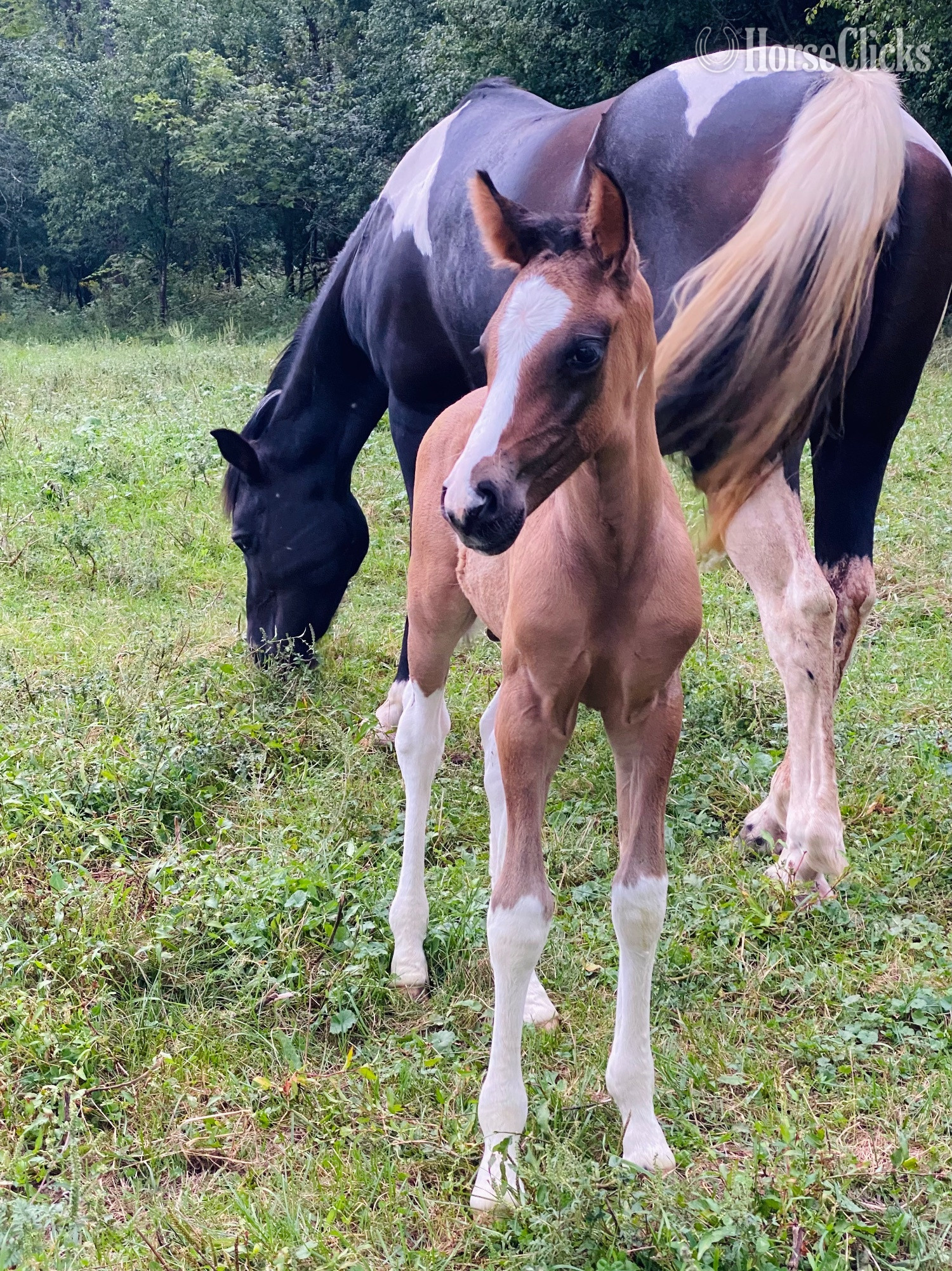 "Lakeside Phable" Grullo Colt Paint in New York