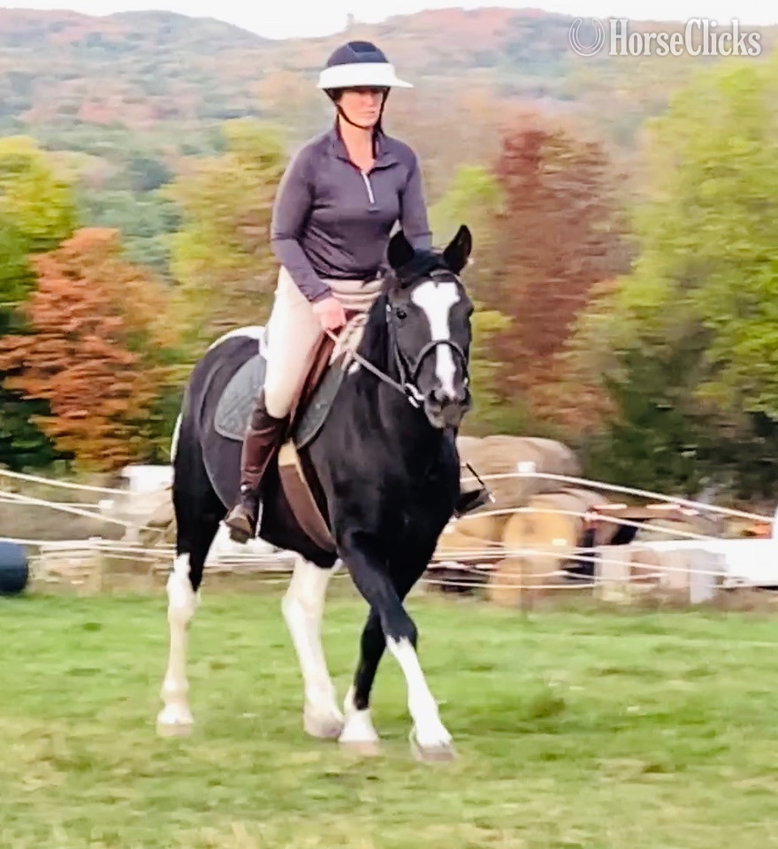 "Lakeside Phable" Grullo Colt Paint New York