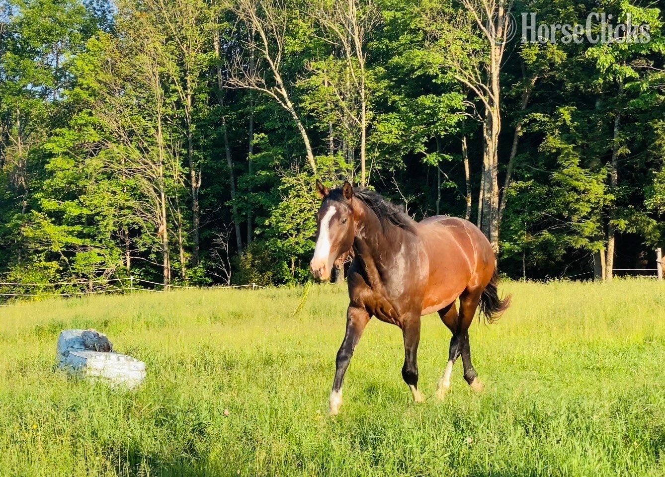 Paint - "Lakeside Phable" Grullo Colt Paint in New York