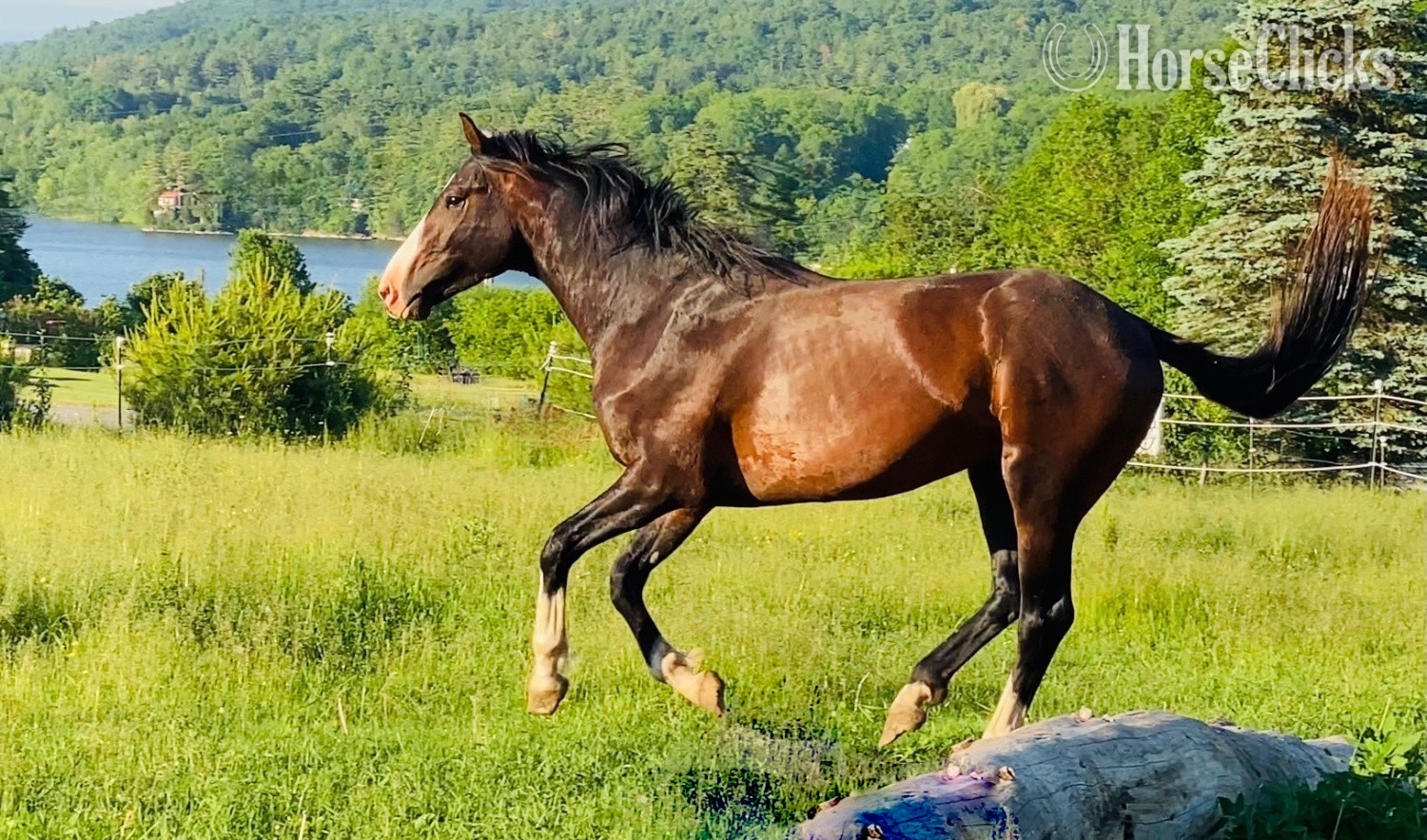 Paint - "Lakeside Phable" Grullo Colt Paint