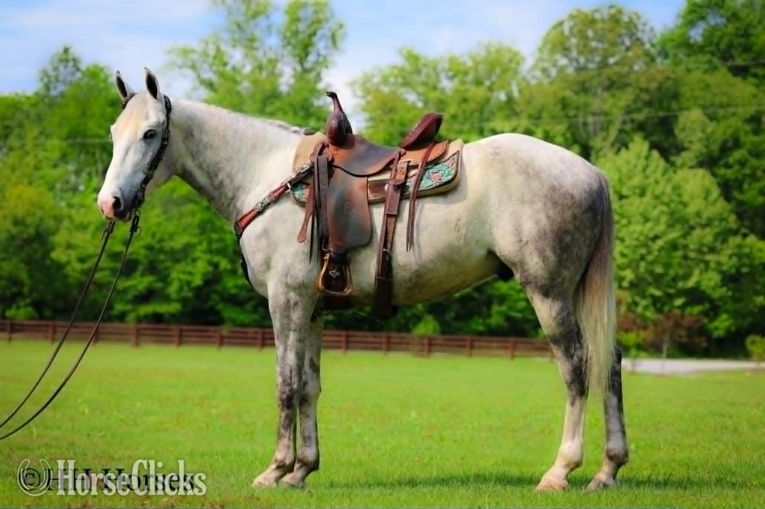 "WHITE SMOKE" Grey Gelding Draft
