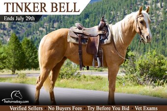 "Tinker Bell" Palomino Mare Quarter Horse