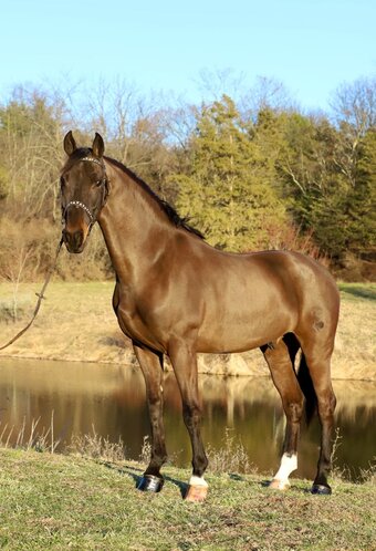 "WAF BLACK TIE AFFAIR" Bay Gelding Dutch Warmblood