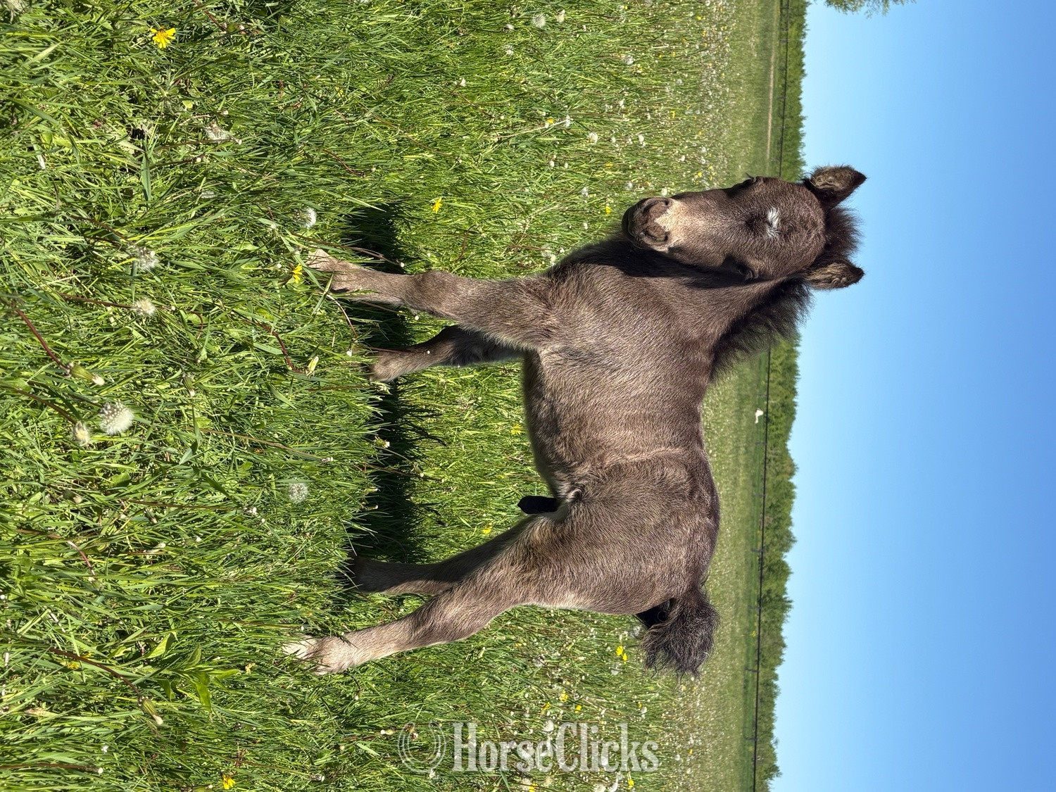 "George " Black Colt American Miniature in Ontario