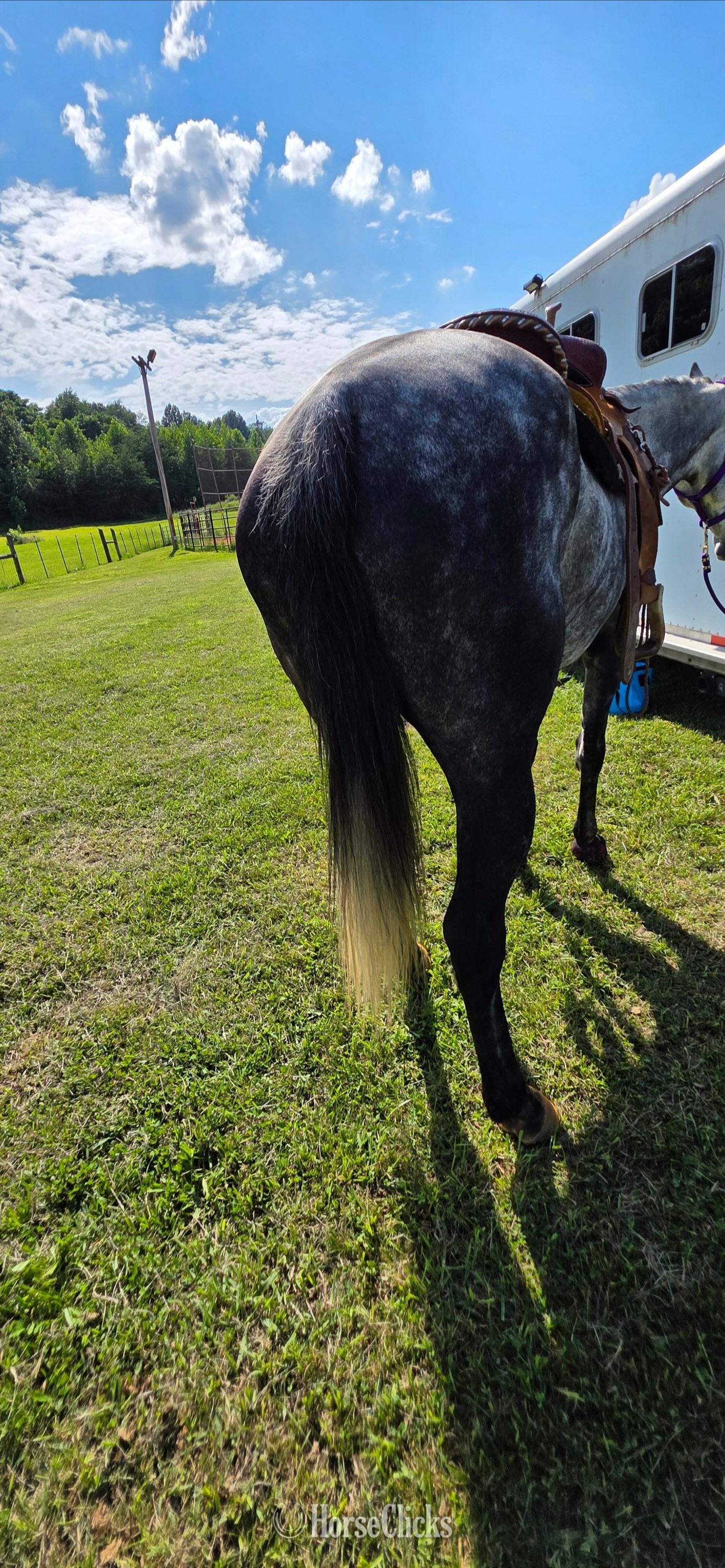 "Gucci" Grey Gelding Quarter Horse