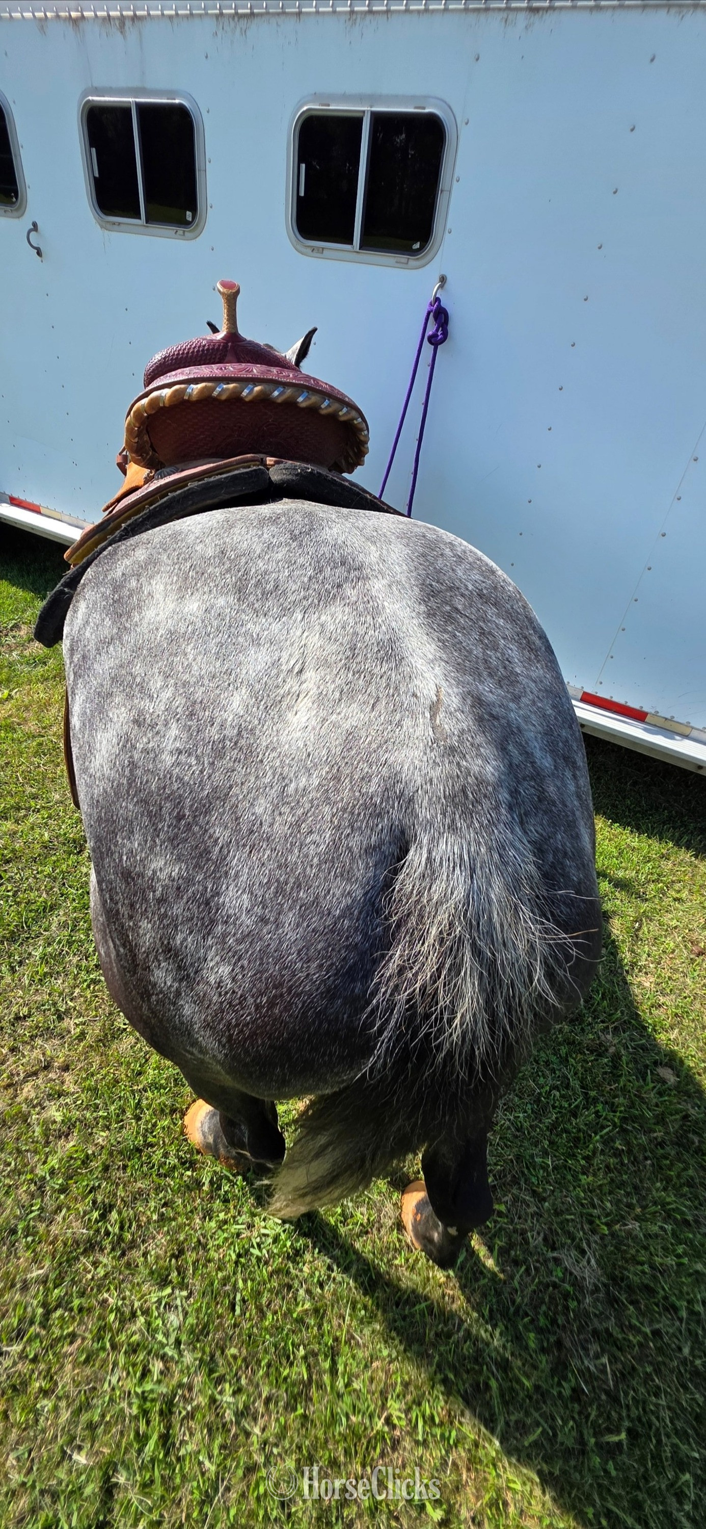 Tennessee "Gucci" Grey Gelding Quarter Horse