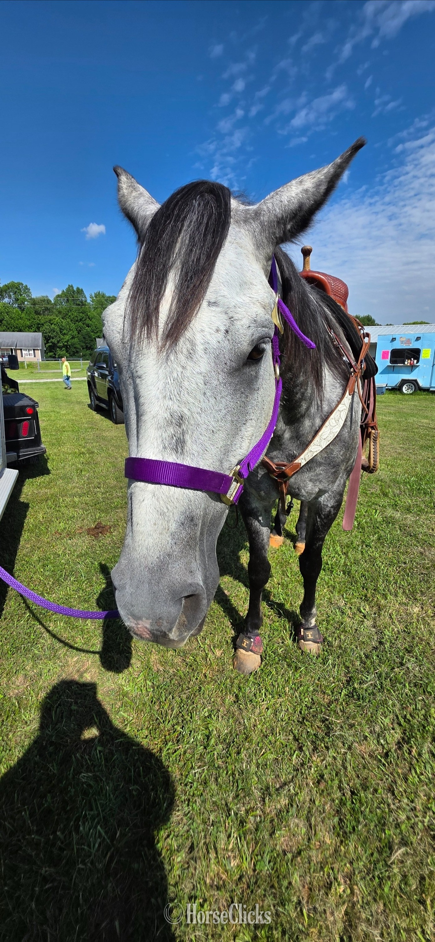 "Gucci" Grey Gelding Quarter Horse - Quarter Horse in Tennessee