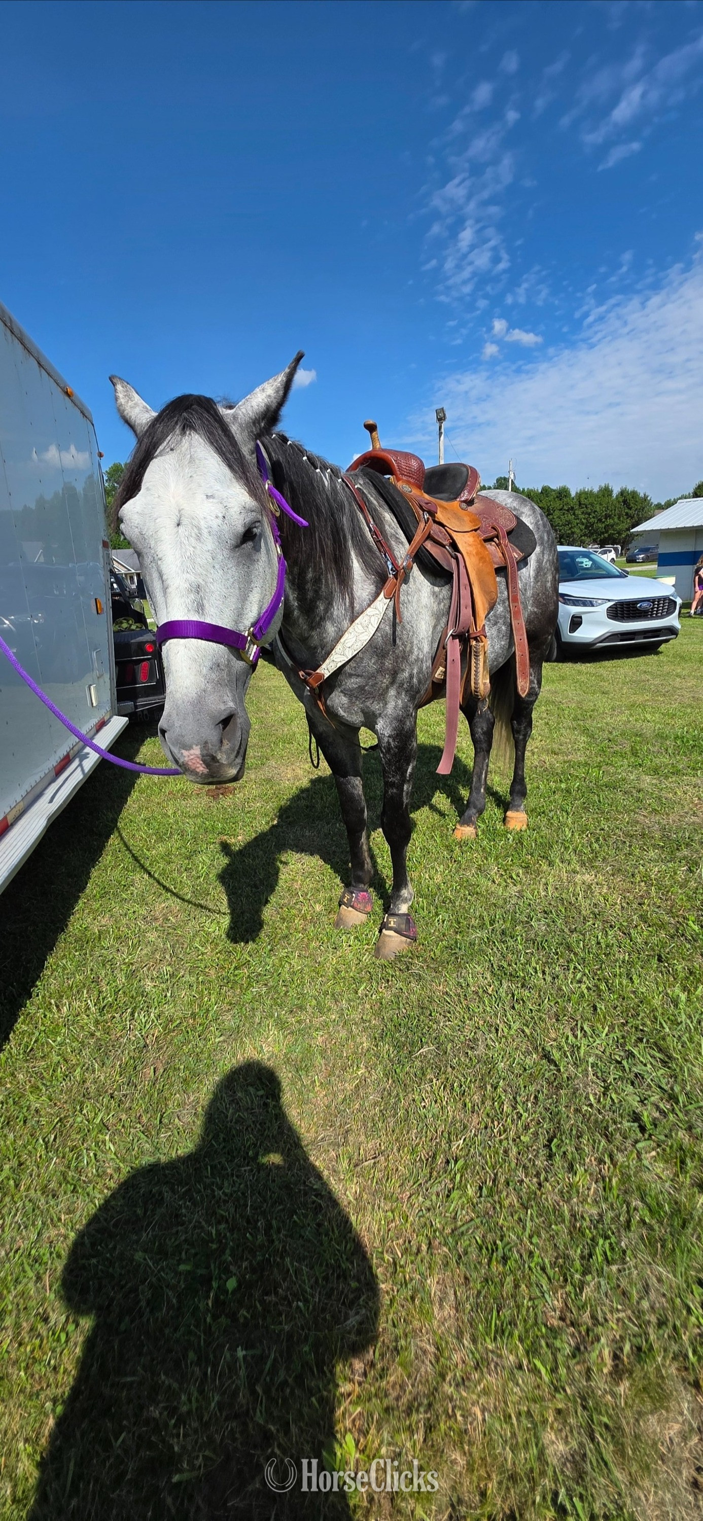 "Gucci" Grey Gelding Quarter Horse - Quarter Horse