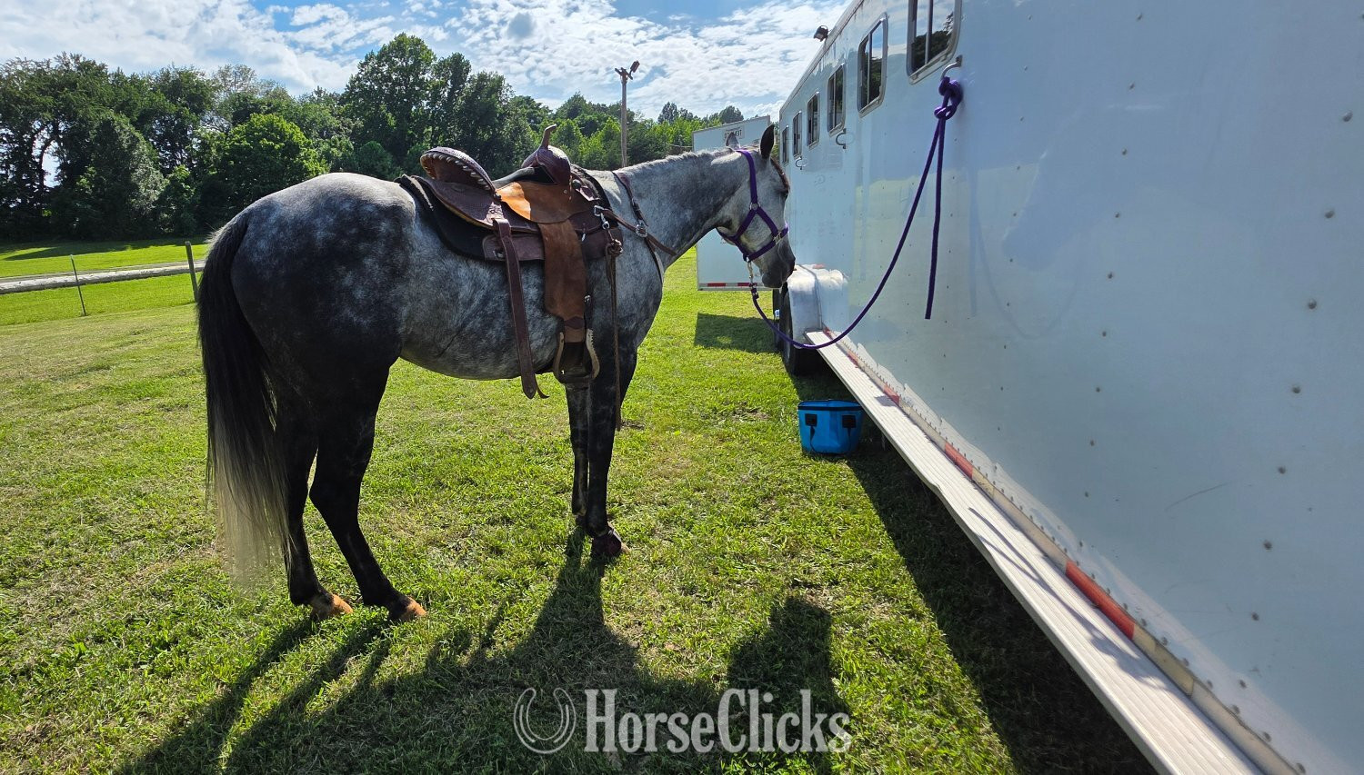 "Gucci" Grey Gelding Quarter Horse Tennessee