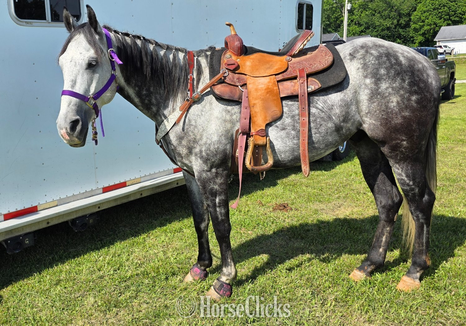 Quarter Horse - "Gucci" Grey Gelding Quarter Horse in Tennessee