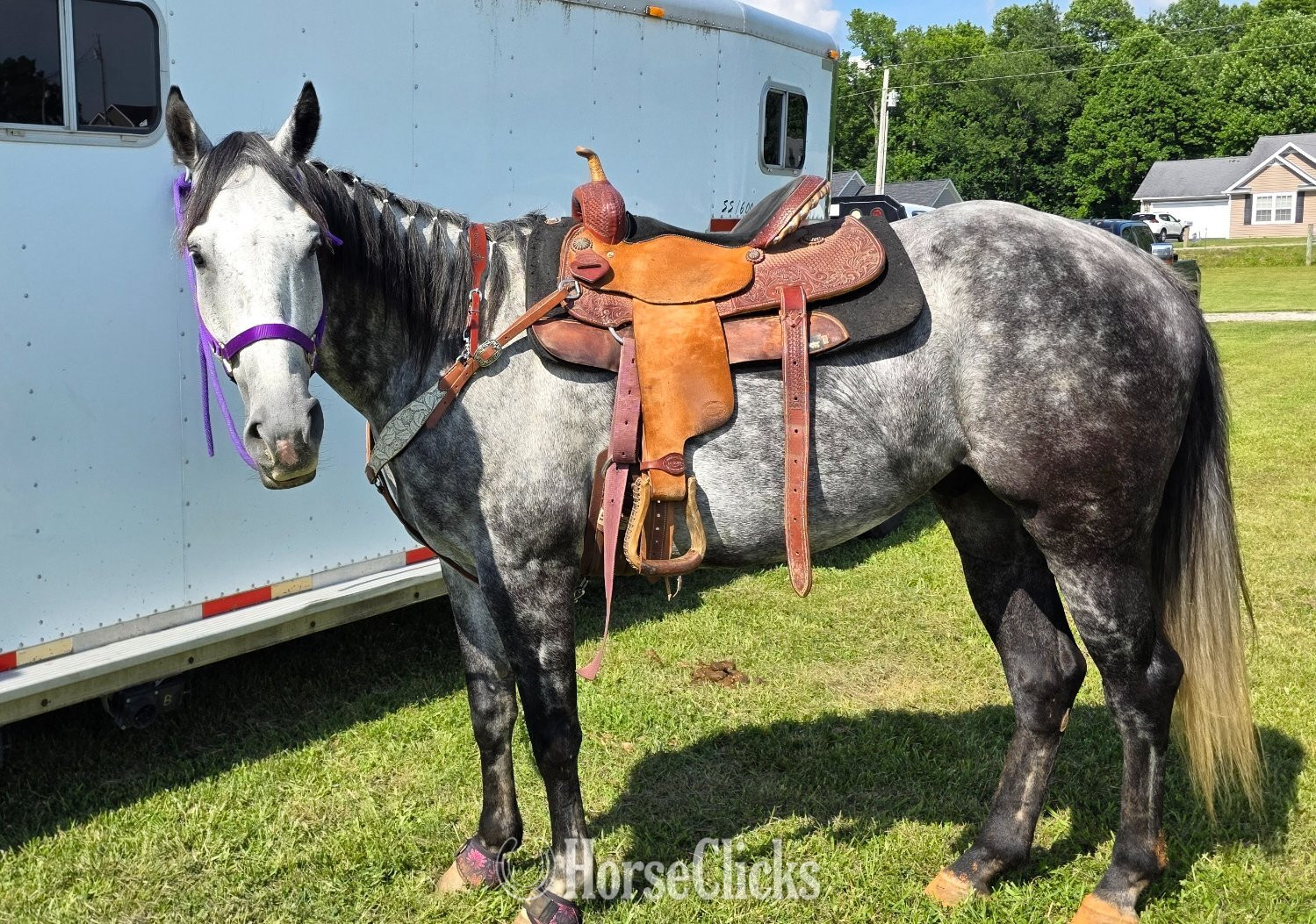 Quarter Horse - "Gucci" Grey Gelding Quarter Horse