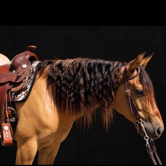 "Tucker" Buckskin Gelding Quarter Pony
