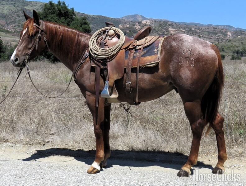 "JAK MT VAL DRIFT 573" Red Roan Gelding Quarter Horse in California