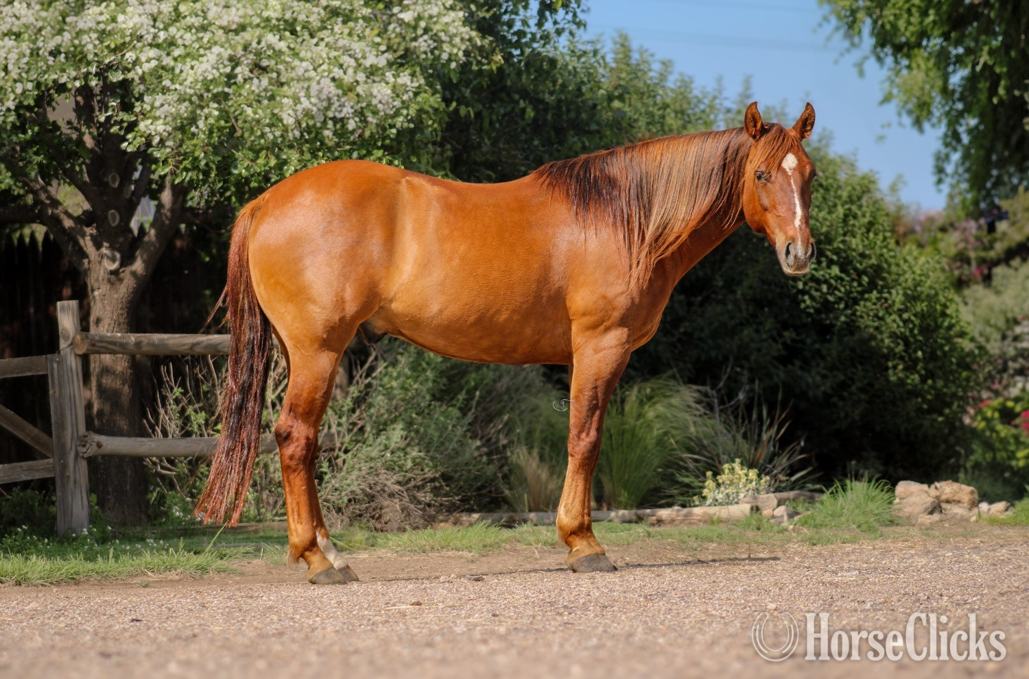 "Tug" Red Dun Gelding Quarter Horse in Texas