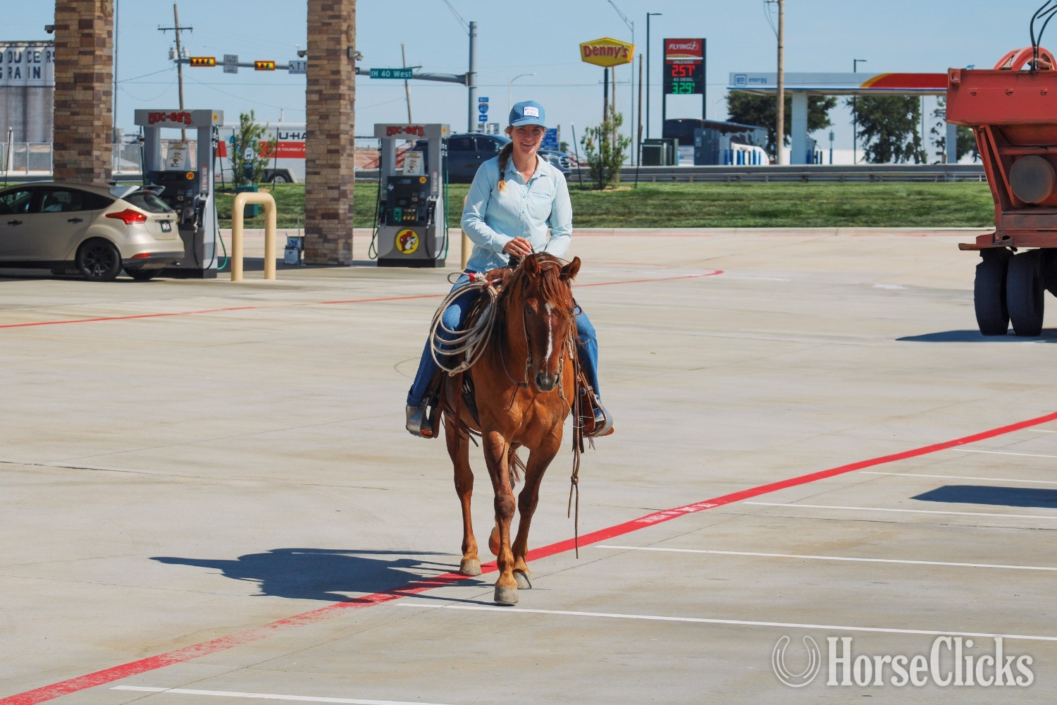 "Tug" Red Dun Gelding Quarter Horse - Quarter Horse