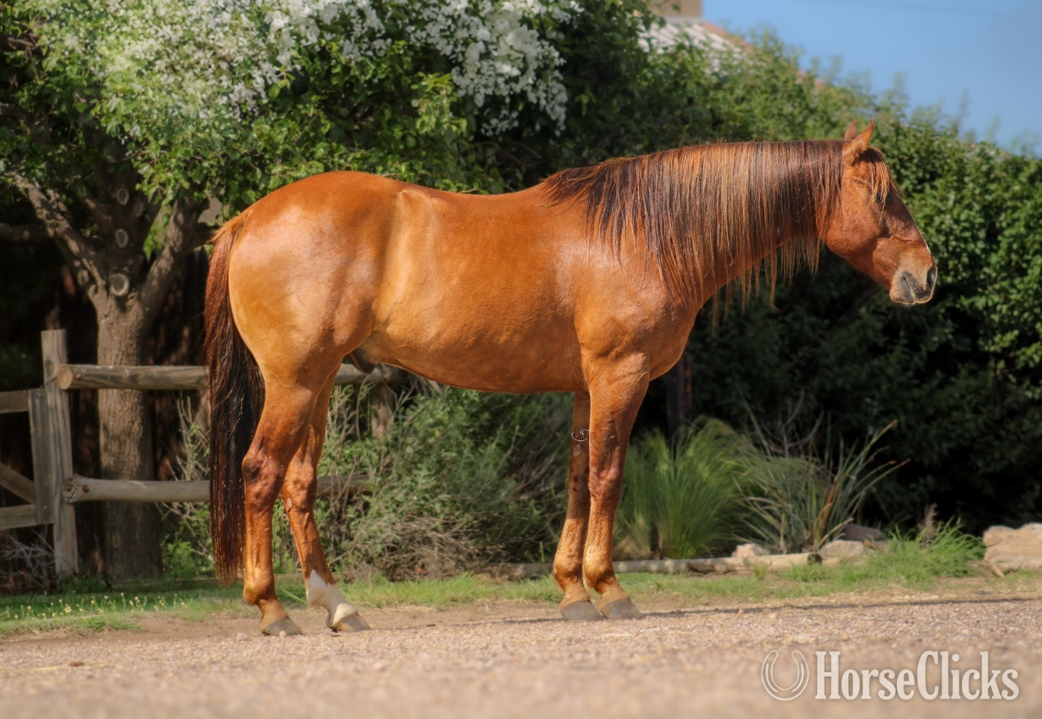 "Tug" Red Dun Gelding Quarter Horse Texas