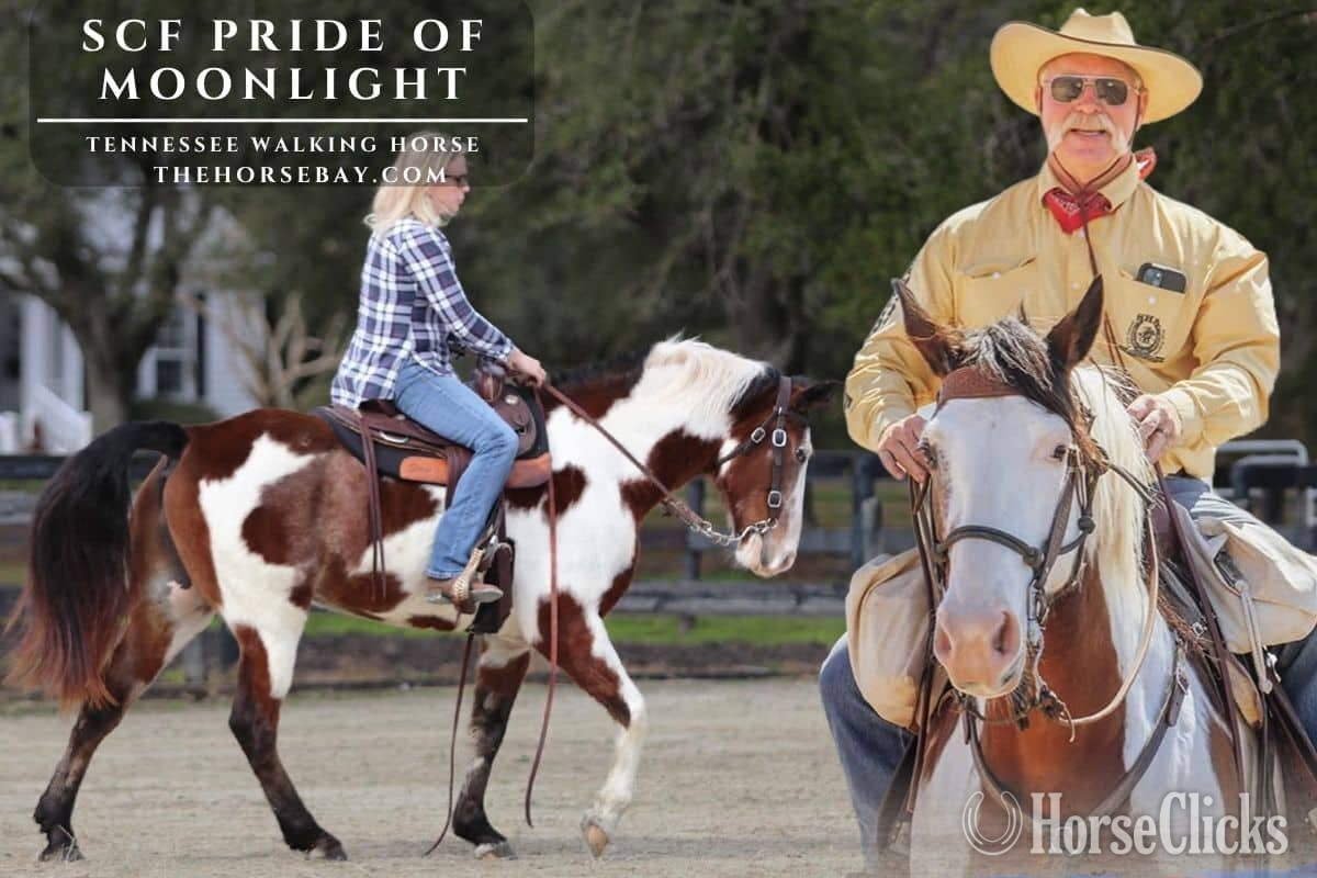 "SCF Pride of Moonlight “JW”" Bay Gelding Tennessee Walker in Arizona