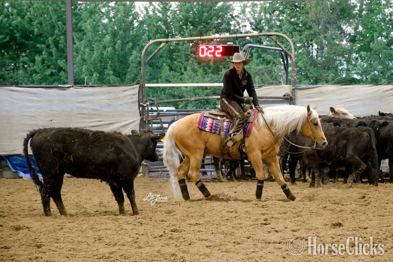 "Crashin Badicoot- Quincy Consigned to Co" Palomino Gelding Quarter Horse in California