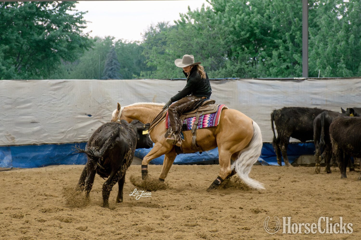 "Crashin Badicoot- Quincy Consigned to Co" Palomino Gelding Quarter Horse