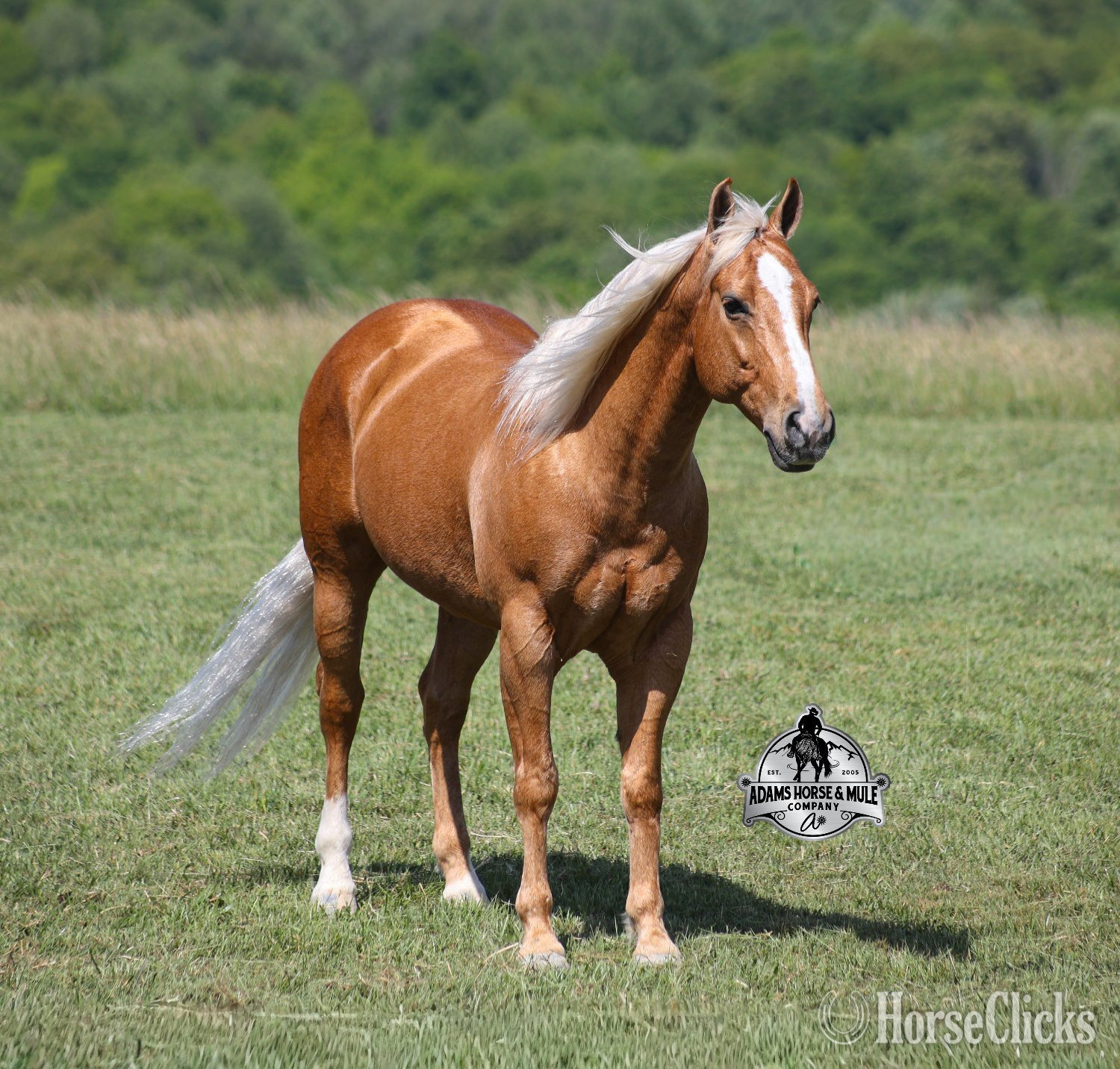 California "Crashin Badicoot- Quincy Consigned to Co" Palomino Gelding Quarter Horse