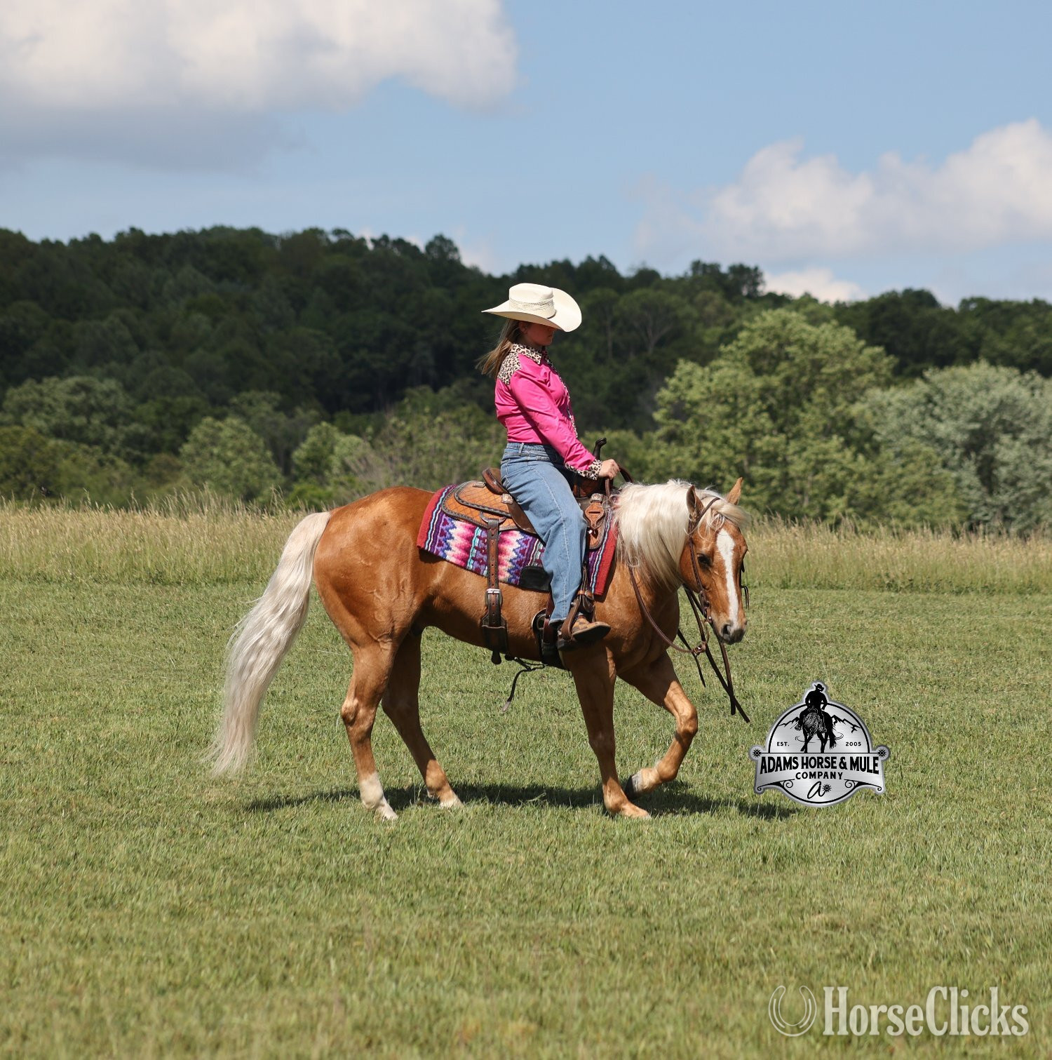 "Crashin Badicoot- Quincy Consigned to Co" Palomino Gelding Quarter Horse - Quarter Horse in California