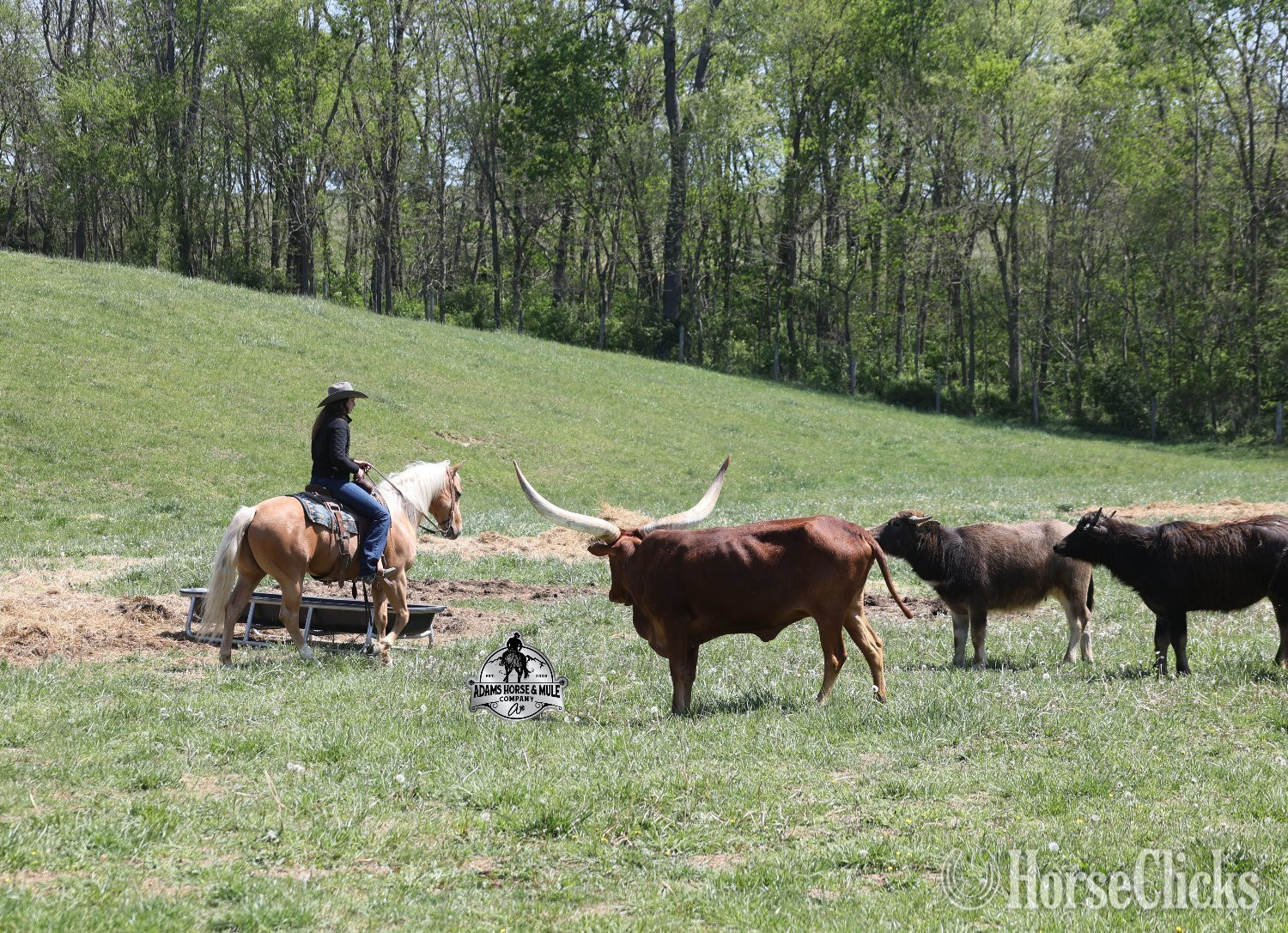 "Crashin Badicoot- Quincy Consigned to Co" Palomino Gelding Quarter Horse - Quarter Horse