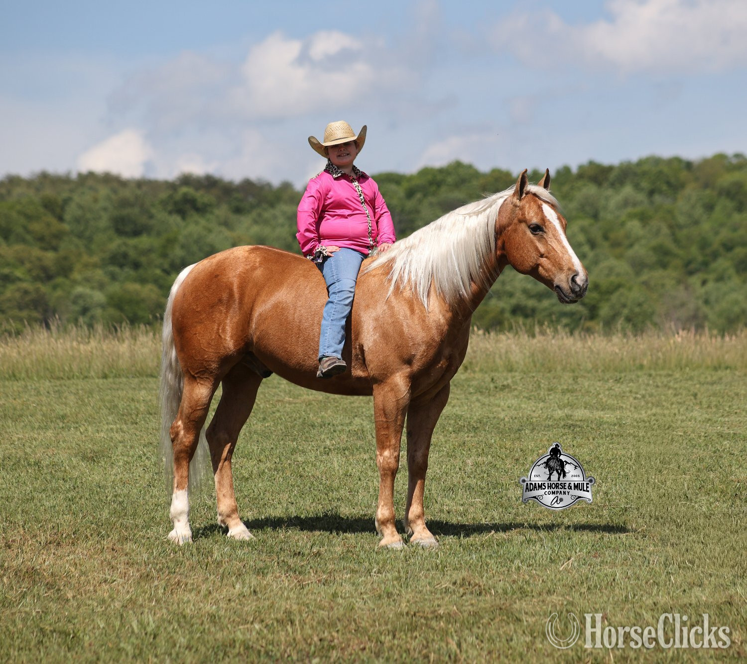"Crashin Badicoot- Quincy Consigned to Co" Palomino Gelding Quarter Horse California