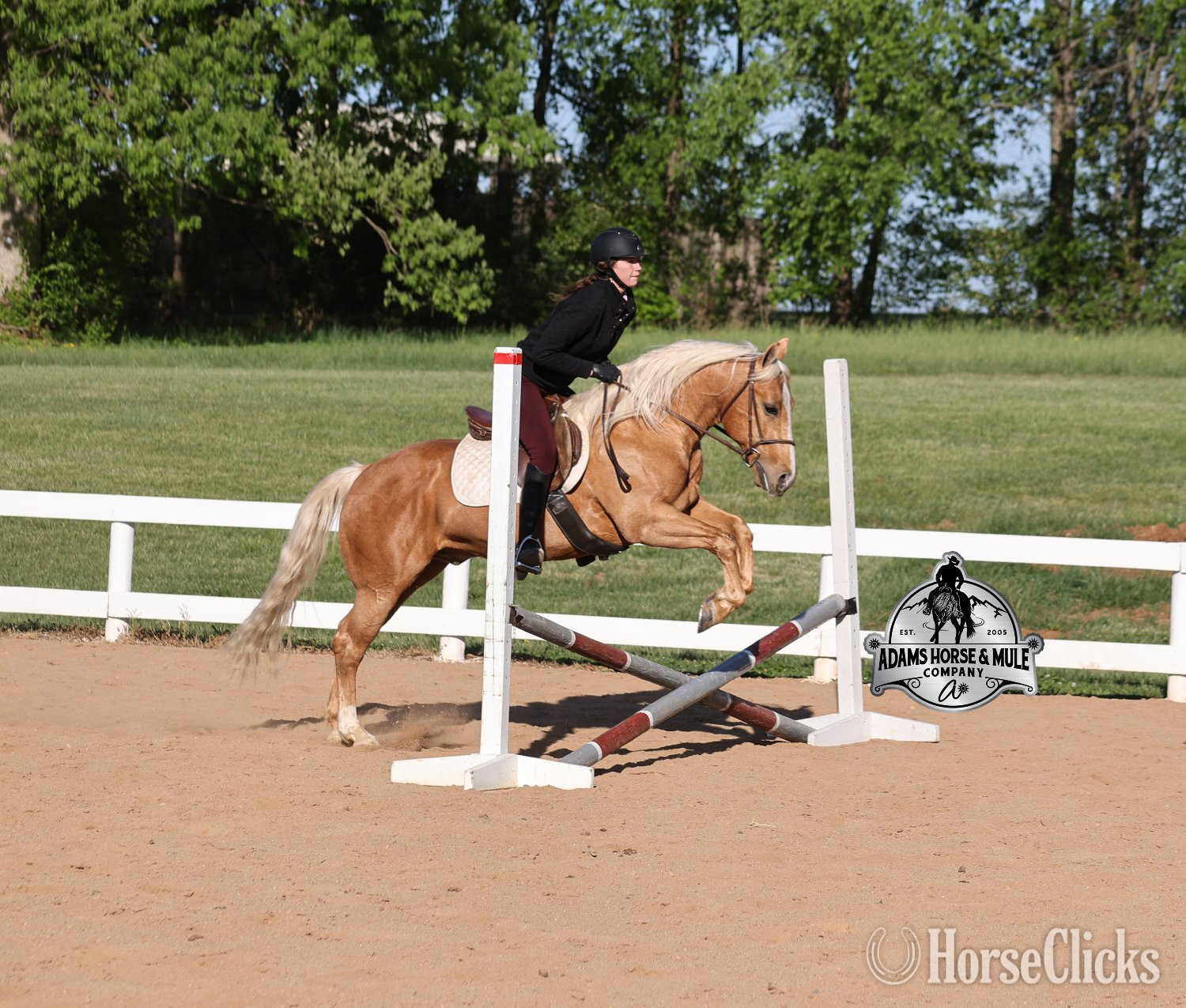 Quarter Horse - "Crashin Badicoot- Quincy Consigned to Co" Palomino Gelding Quarter Horse in California
