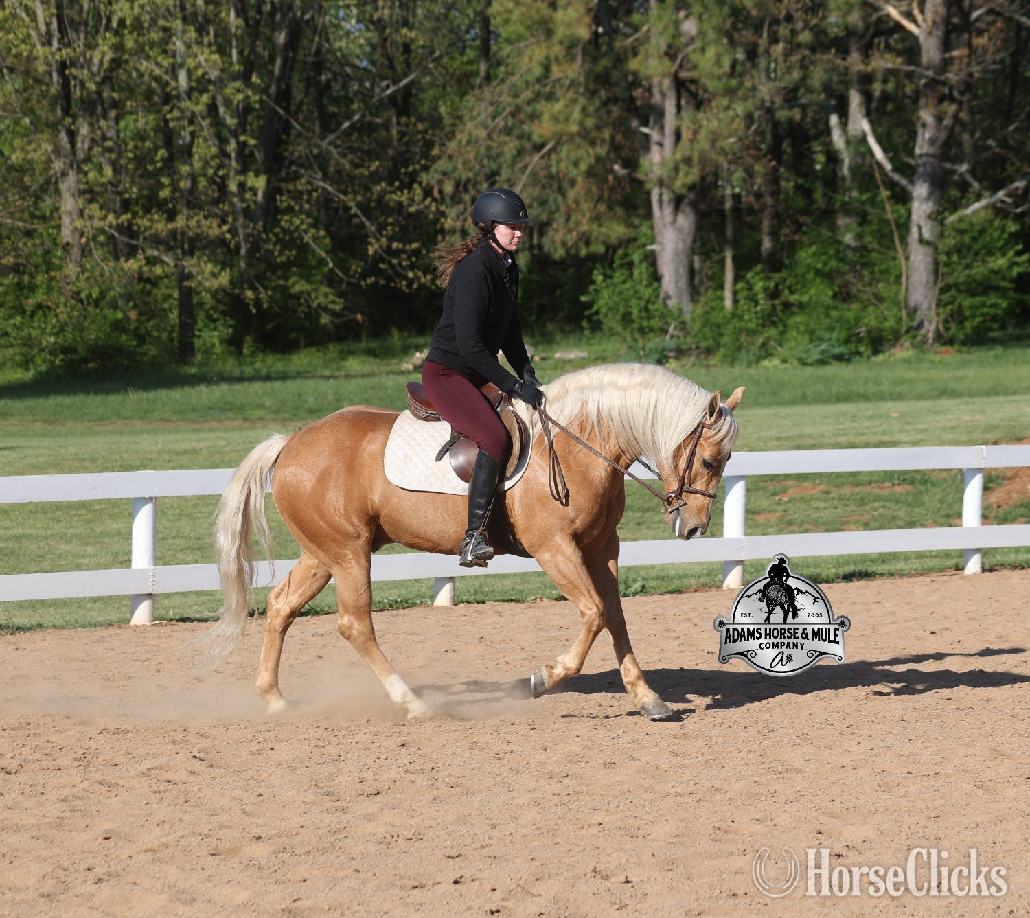 Quarter Horse - "Crashin Badicoot- Quincy Consigned to Co" Palomino Gelding Quarter Horse