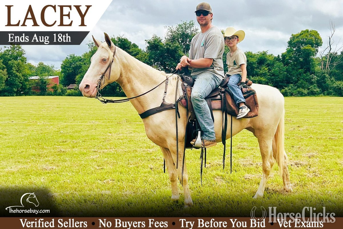 "Lacey" Champagne Mare Tennessee Walker in Tennessee