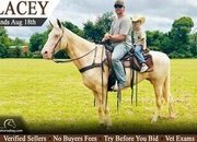 "Lacey" Champagne Mare Tennessee Walker