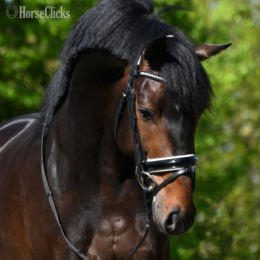 "NOVELLO" Bay Gelding Dutch Warmblood in Nebraska