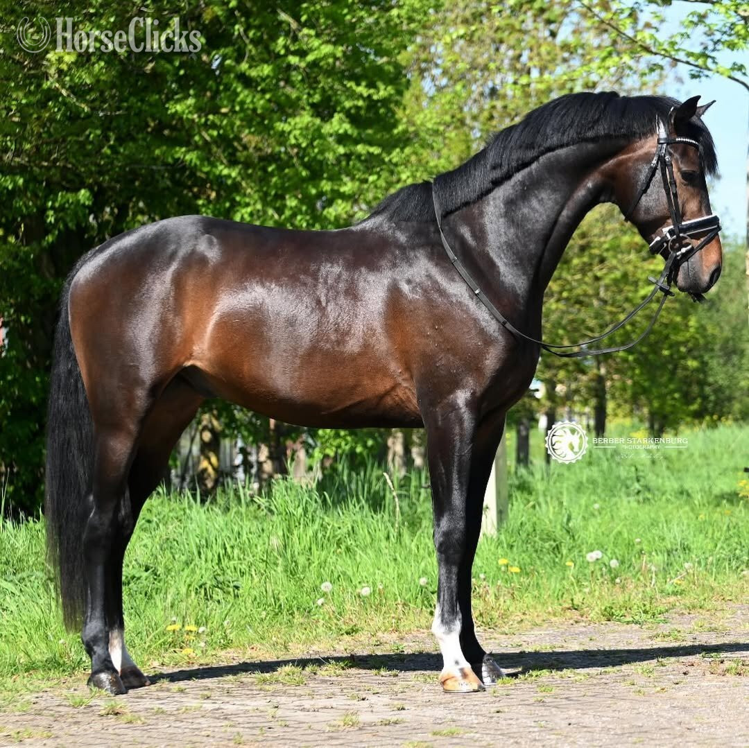 "NOVELLO" Bay Gelding Dutch Warmblood