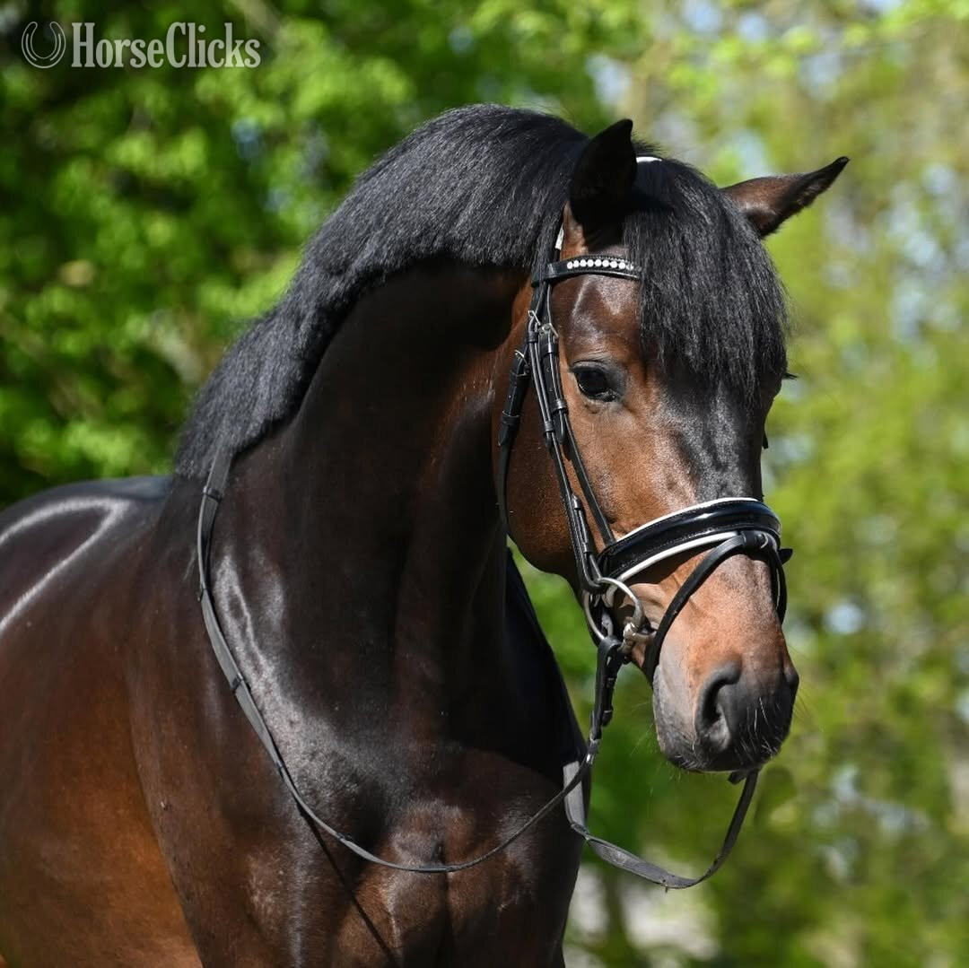 Nebraska "NOVELLO" Bay Gelding Dutch Warmblood