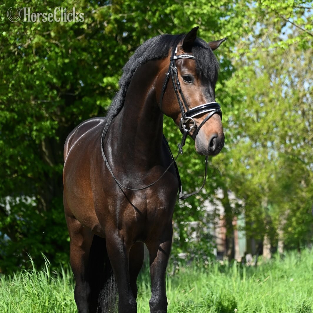 "NOVELLO" Bay Gelding Dutch Warmblood - Dutch Warmbloods in Nebraska