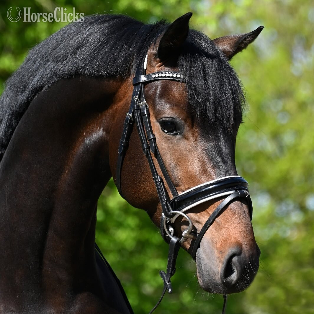 "NOVELLO" Bay Gelding Dutch Warmblood - Dutch Warmbloods