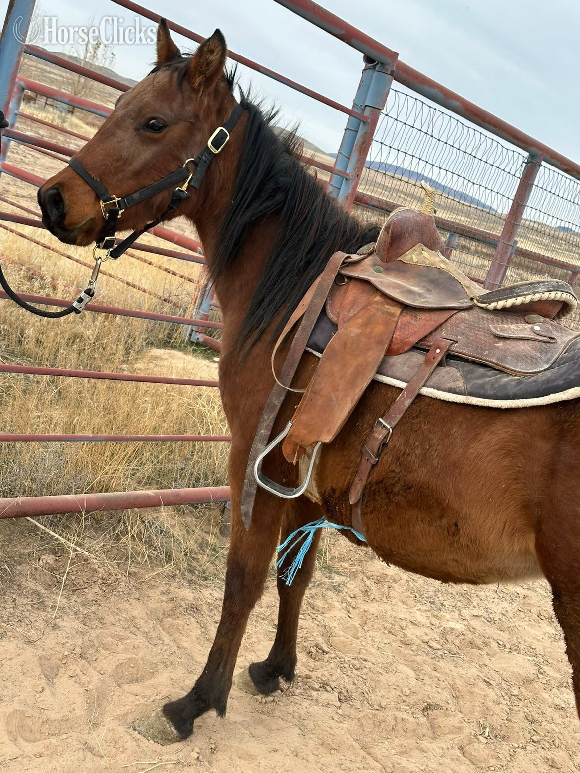 "Hennessy" Buckskin Mare Quarter Horse
