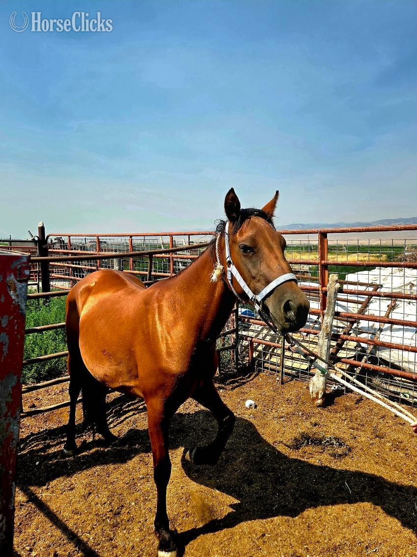 Utah "Hennessy" Buckskin Mare Quarter Horse