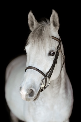 "Hailey" Grey Mare Pony