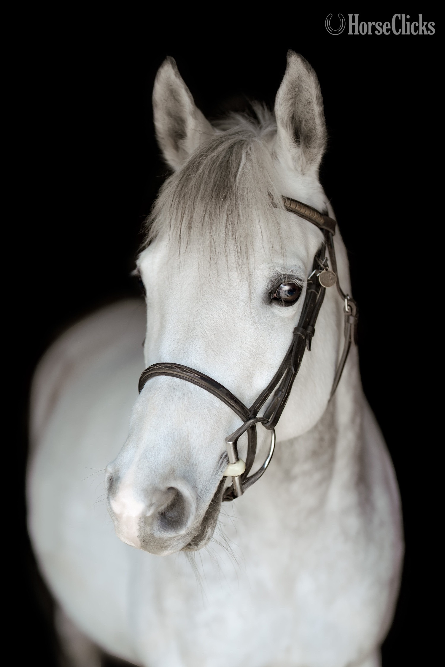 "Hailey" Grey Mare Pony in Ontario