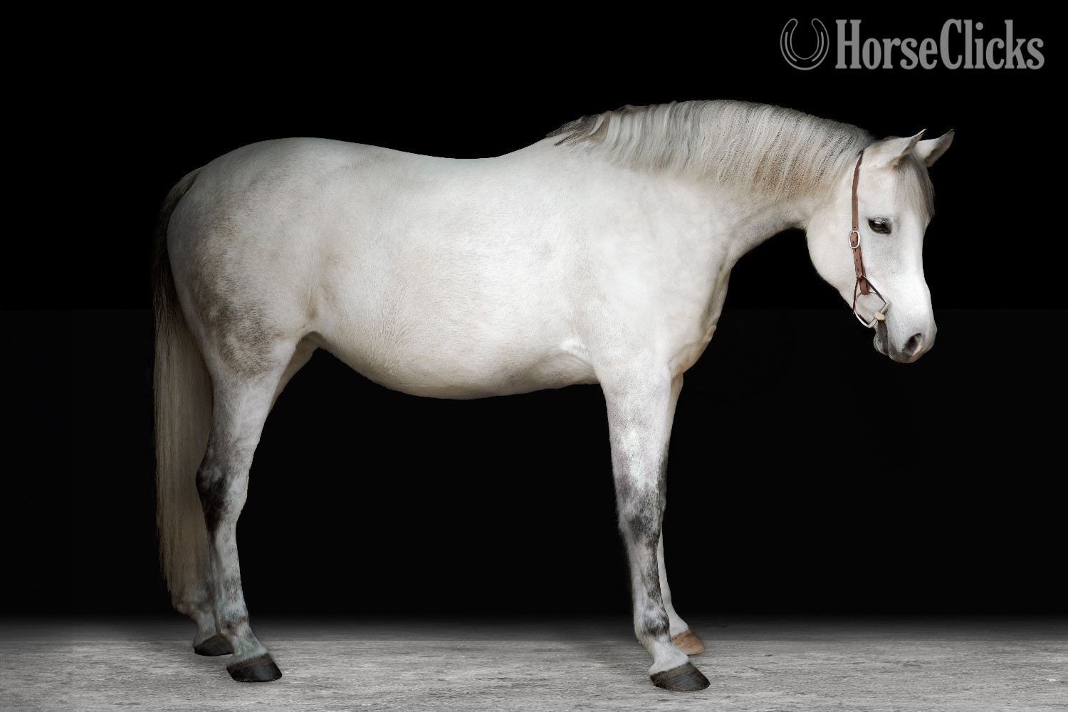 "Hailey" Grey Mare Pony