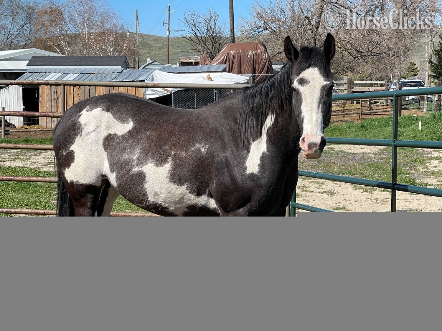 "Delilah" Chocolate Mare Paint in Idaho